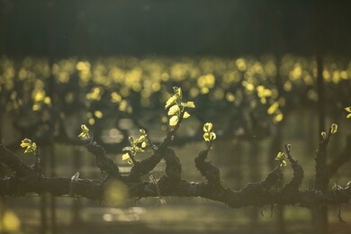 new grape vine leaves glow in the sunlight during golden hour. springtime in wine country.