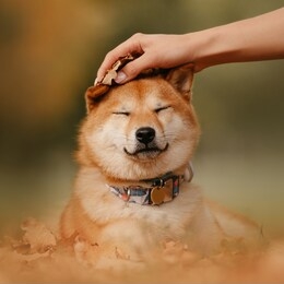 shiba inu dog lying down outdoors in autumn