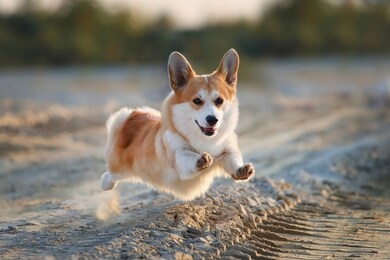 welsh corgi pembroke joyfully runs on the sand at sunset