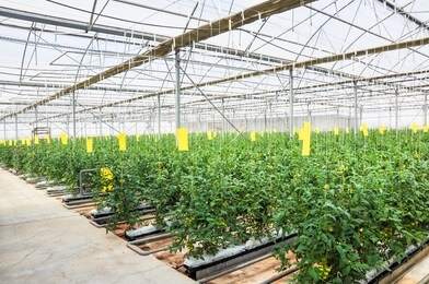 fresh organic lettuce seedlings in a greenhouse strawberries and tomaitos