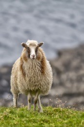 sheep ram on the blue sea and grass background