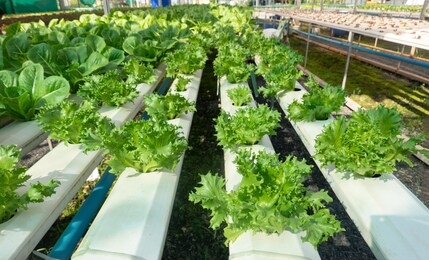 hydroponics system plantation, planting vegetables and herbs on water rail without using soil for health 