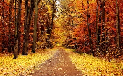 all about autumn tress,flowers,grace etc