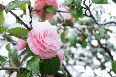 pink flowers of camellia under snow in early spring.