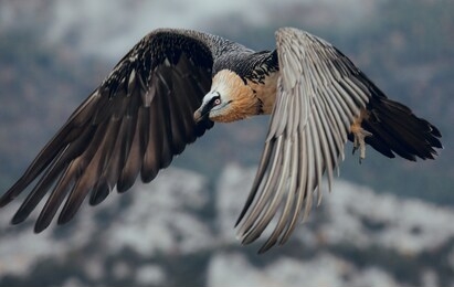 bearded vulture or lammergeier, gypaetus barbatus, flying bird on the rock mountain. rare mountain bird, fly in winter, animal in stone habitat, with food on legs
