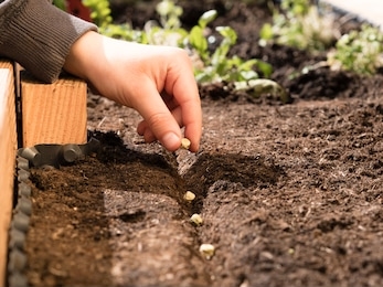 how to sow your own plants in garden for organic farming or gardening; hand holding peas seed close to soil or growing media - non gmo