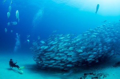 big eye trevally jack, (caranx sexfasciatus) forming a school, bait ball or tornado with a diver. cabo pulmo national park, cousteau once named it the world's aquarium. baja california sur,mexico.
