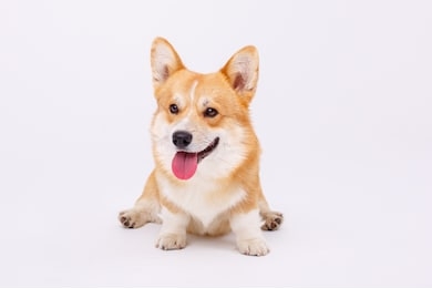 welsh corgi pembroke dog isolated on white background