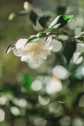white camellia flower blooming in the morning sunlight. blooming flower of camellia perfectly represents the spring and summer seasons.close-up camellia, wallpaper with flowers. close-up  flowers.