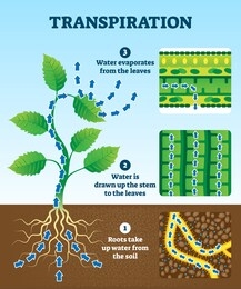transpiration vector illustration. labeled educational plant water circulation scheme. explanation diagram with roots in soil, stem with leaves and evaporation. biology lesson handouts brochure.