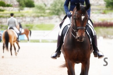 equestrian sport - dressage black horse