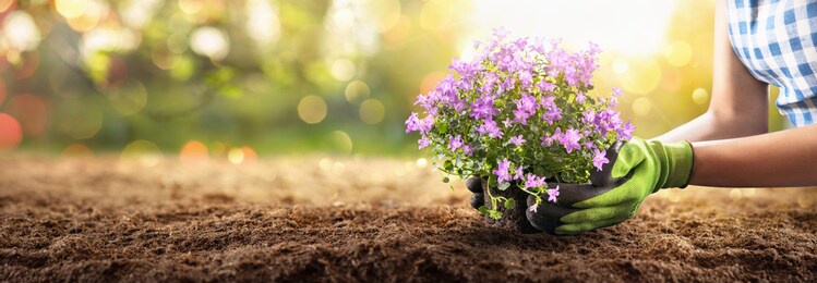 planting flowers in sunny garden. spring gardening works concept