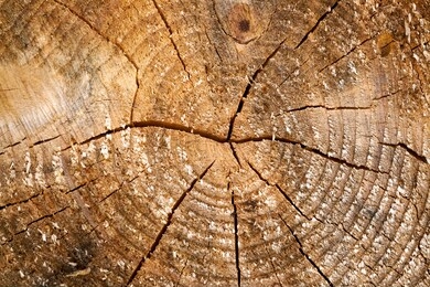 tree rings old weathered wood texture with the cross section of a cut log.