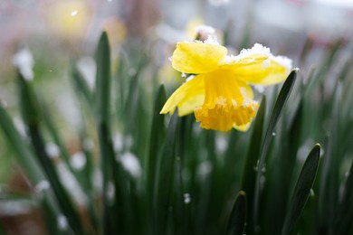 daffodil in spring or winter