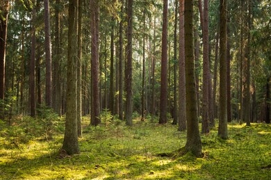 a beautiful natural forest in the knyszyńska forest