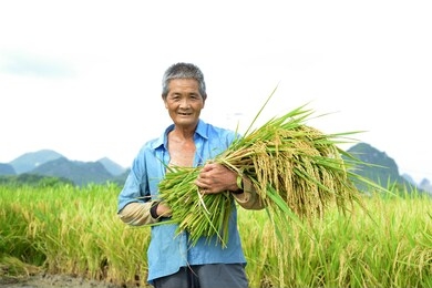 the farmer smiled happily in the paddy field, 