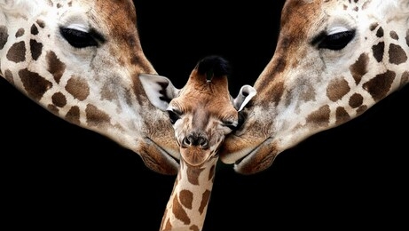 mother and father giraffe playing with her baby