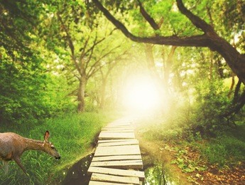 a magical bridge in a green lush forest with a deer drinking from a pond