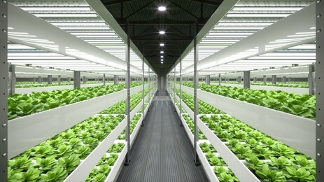 indoor hydroponic vegetable plant factory in exhibition space warehouse. interior of the farm hydroponics. vegetables farm in hydroponics. lettuce farm growing in greenhouse. concrete floor. 3d render