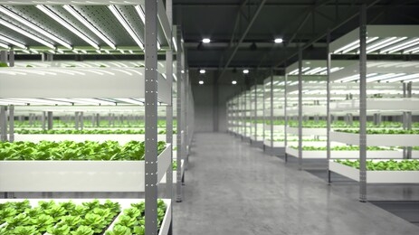 indoor hydroponic vegetable plant factory in exhibition space warehouse. interior of the farm hydroponics. vegetables farm in hydroponics. lettuce farm growing in greenhouse. concrete floor. 3d render