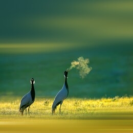 demoiselle crane in the early morning grassland