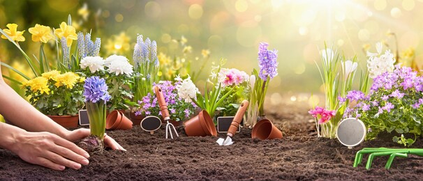 garden flowers, plants and tools on a sunny background. spring gardening works concept