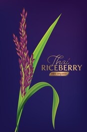 organic paddy rice, ear of paddy, ears of thai riceberry rice isolated vector illustration