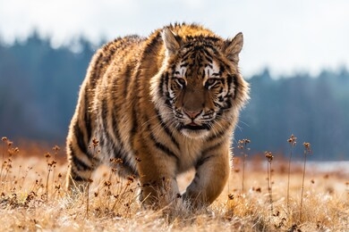 a siberian tiger (panthera tigris) a beautiful portrait of a great tiger set in a typical setting for this amazing animal by a russian taiga.