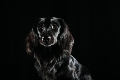 
black dog shining in dark room