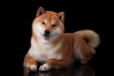 beautiful red dog shiba inu breed lies on a black background