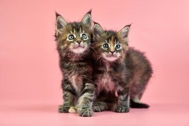 maine coon tortoiseshell kittens. cute shorthair purebred cat on pink background. tortie coat color attractive kitties from new litter.