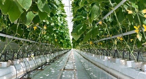young cucumber plant with leaves and flowers and buds are growing in greenhouse, power system with control