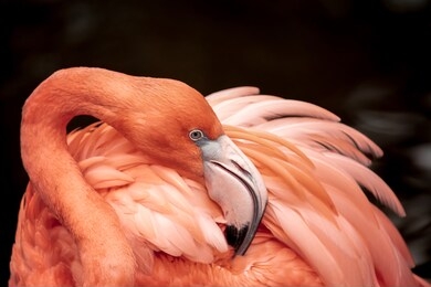 flamingo neck twisting and wing feathers