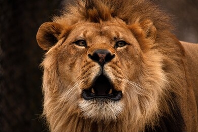 portrait of a male african lion