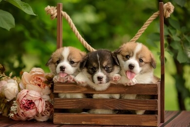 welsh corgi funny puppies litter together