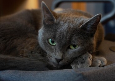 portrait of a gray cat. light green eyes. furry animal