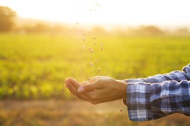 seeds of vegetable drop to hand of expert farmer, harvest agriculture crop product and sowing legumes seed concept.