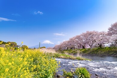 cherry blossom trees and mt.fuji at ryuganbuchi, fuji city, shizuoka prefecture