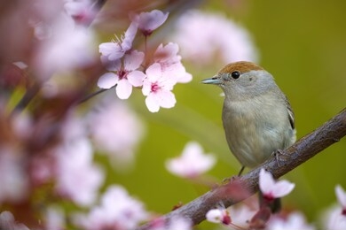 spring in the garden, singing bird theme. eurasian blackcap, sylvia atricapilla, female. portrait of  bird with brown capped head among pink flowers against green background. april, europe.