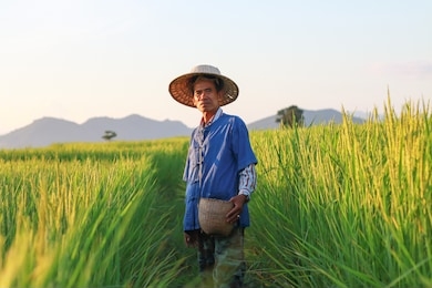 asian farmer working on rice field applying fertilizer.