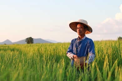 asian farmer working on rice field  manure fertilizer