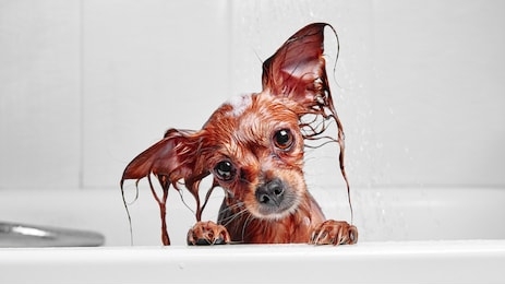 funny little wet dog in bathroom. dog takes a shower. russian  long haired toy terrier (canis lupus familiaris). 