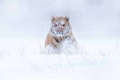 tiger snow running in wild winter nature. siberian tiger, panthera tigris altaica. action wildlife scene with dangerous animal. cold winter in taiga, russia. snow flakes with wild amur cat. 