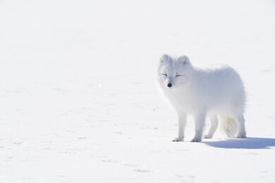 white arctic fox standing on snow