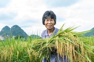 farmers work in beautiful rice fields