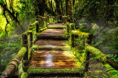 beautiful rain forest at ang ka nature trail in doi inthanon national park, thailand