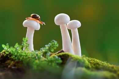 snails macro photos on mushrooms in a tropical garden