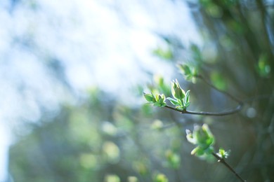 green leaves are sprouting in spring