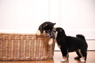 shiba inu in the basket on white background. shiba inu, black and tan, brown. shiba inu is a japanese dog that is famous all over the world. shiba inu are talking.
