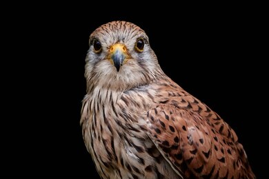 close-up portrait of a common kestrel (falco tinnunculus) isolated on black background. majestic bird of prey with brown red plumage looking at camera 